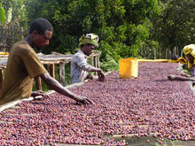 Charger l'image dans la galerie, Café Anfilloo – ETHIOPIE