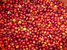 Charger l'image dans la galerie, Café Anfilloo – ETHIOPIE