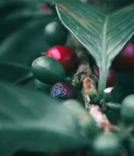 Charger l'image dans la galerie, Café Finca España – SALVADOR
