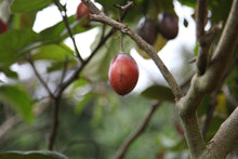 Charger l'image dans la galerie, Café Tico - COSTA RICA