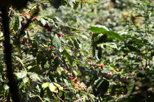 Charger l'image dans la galerie, Café Finca La Bolsa - GUATEMALA