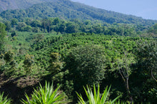 Charger l'image dans la galerie, Café Pampojila - GUATEMALA