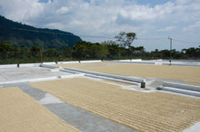 Charger l'image dans la galerie, Café Pampojila - GUATEMALA