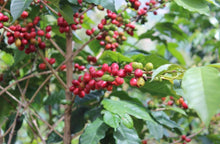 Charger l'image dans la galerie, Café Titus - RWANDA