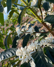 Charger l'image dans la galerie, Café Titus - RWANDA
