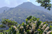 Charger l&#39;image dans la galerie, Café Pampojila - GUATEMALA
