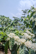 Charger l&#39;image dans la galerie, Café Pampojila - GUATEMALA
