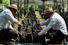 Charger l&#39;image dans la galerie, Café Pampojila - GUATEMALA
