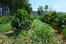 Charger l&#39;image dans la galerie, Café Pampojila - GUATEMALA
